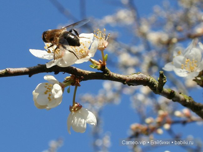 Паулина и немного лирики — Куклы Paola Reina (Паола Рейна): новинки (фото 3)