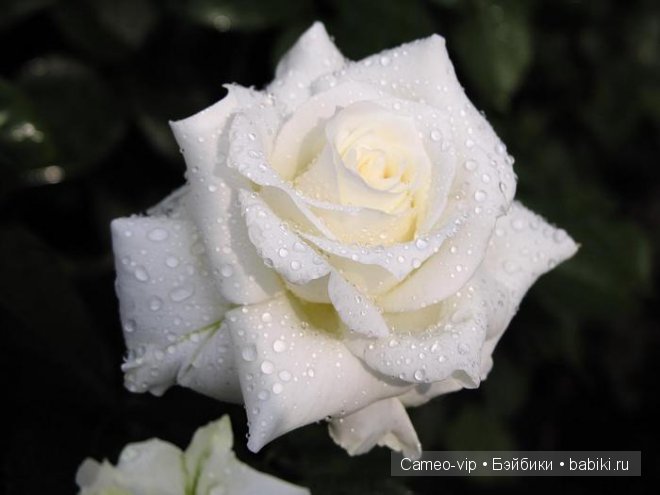 Паулина и немного лирики — Куклы Paola Reina (Паола Рейна): новинки (фото 10)