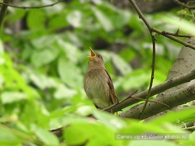 Паулина и немного лирики — Куклы Paola Reina (Паола Рейна): новинки (фото 5)