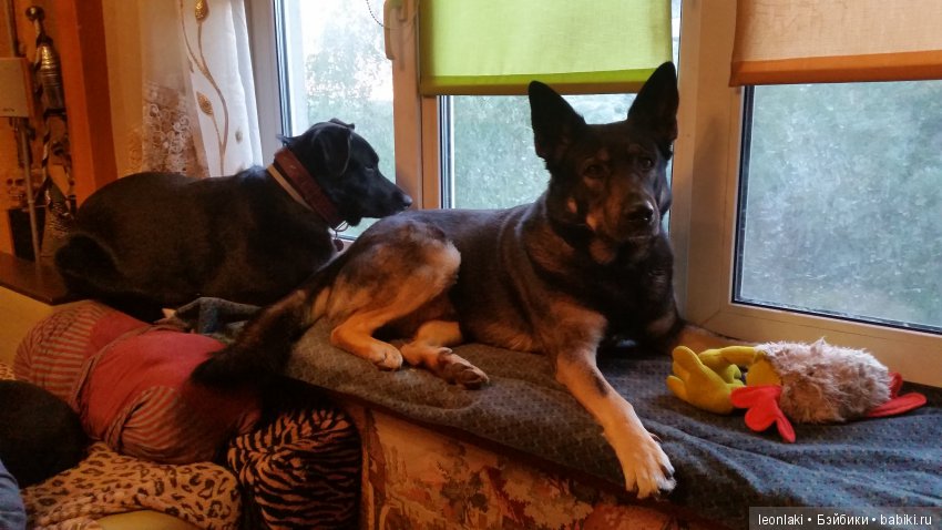 Домашние любимцы