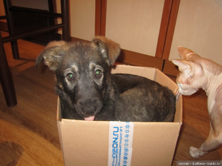 Котики,щенки