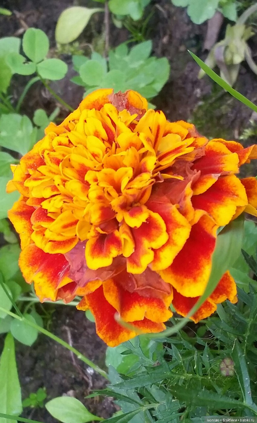 Monster high  Клодин 17