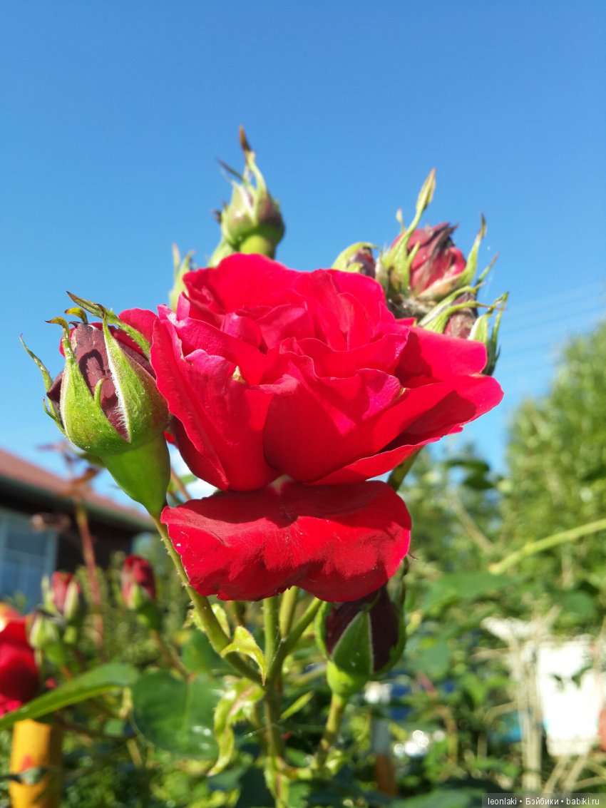 Комплимент