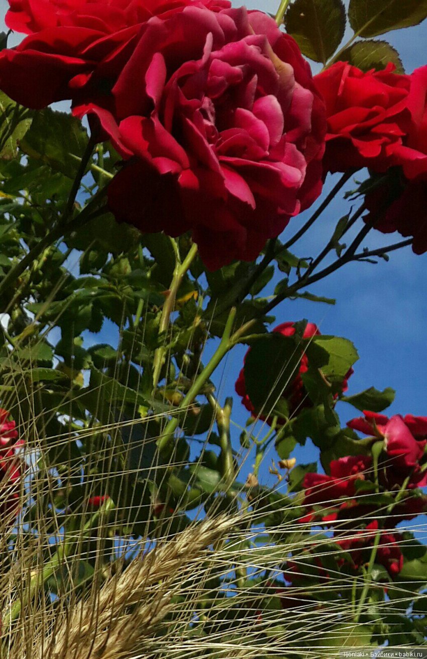 Комплимент