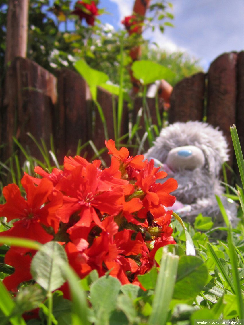 Комплимент