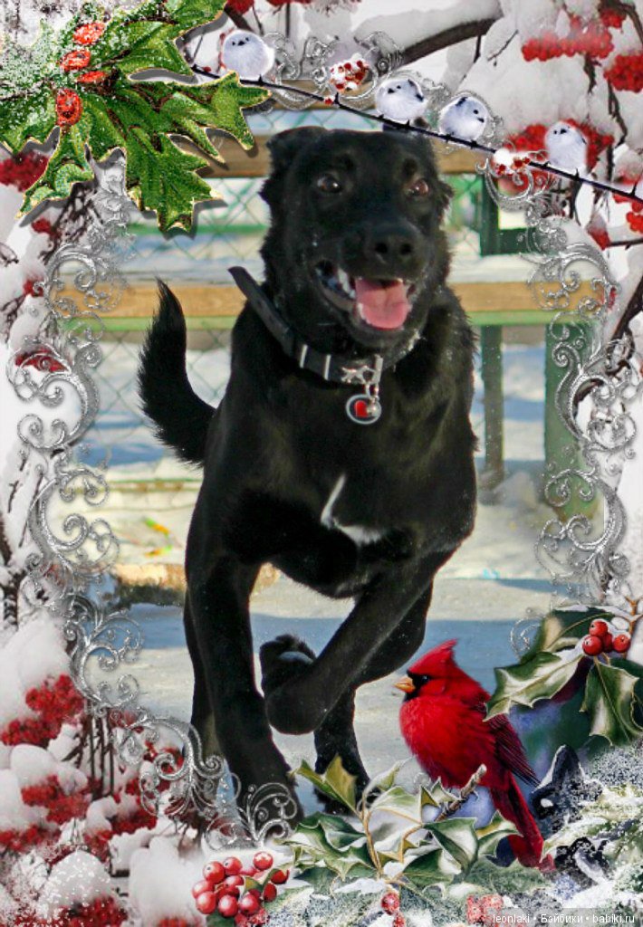 С настурающим 2018