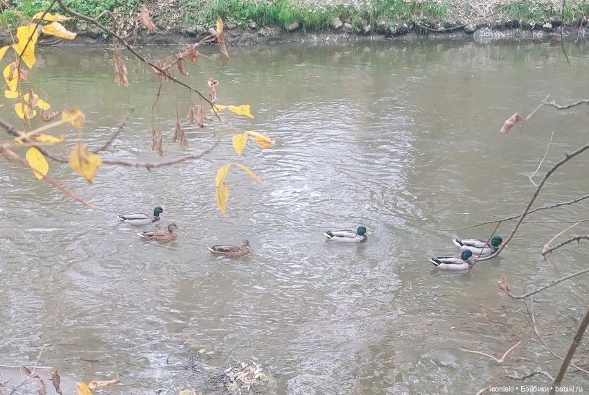 По следам осени — Куклы Kathe Kruse (Кате/Кэте Крузе): фото (фото 4)