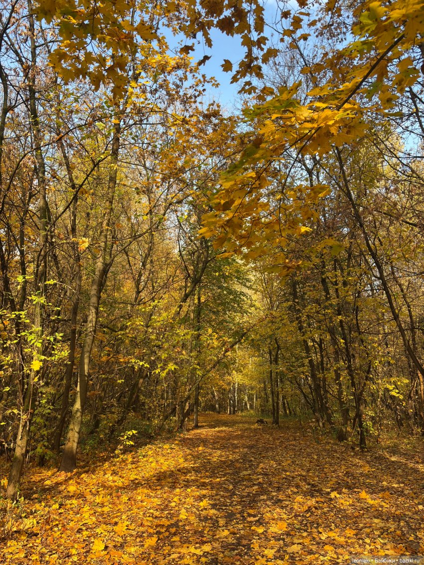 По следам осени — Куклы Kathe Kruse (Кате/Кэте Крузе): фото
