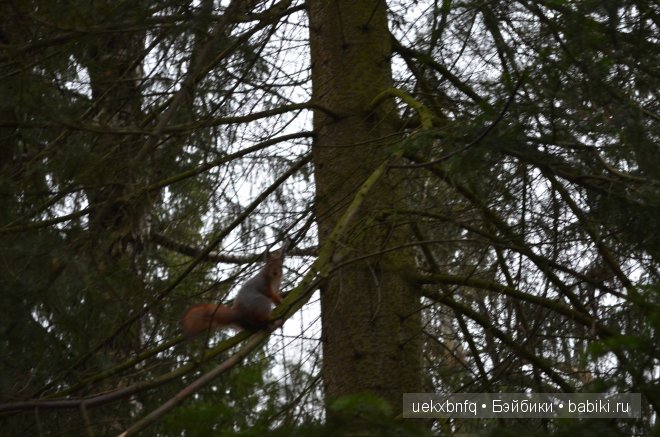 Моя Лена от Sissel Skille