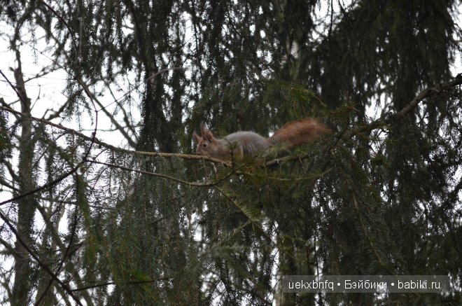 Моя Лена от Sissel Skille