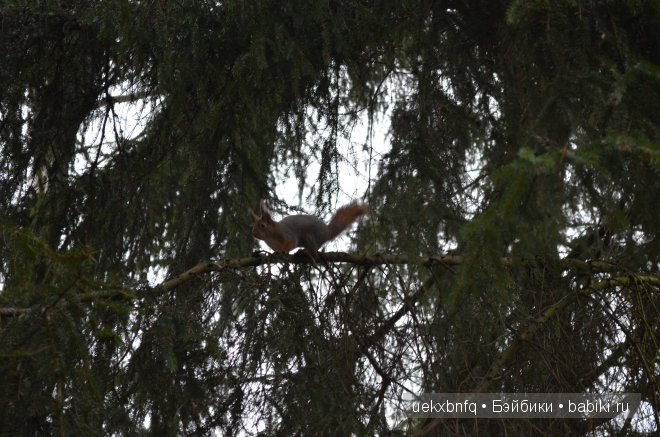 Моя Лена от Sissel Skille