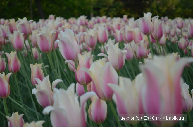 Мои куклы от Bruno Rossellini 1. Madeline | Бэйбики Мои куклы от Bruno Rossellini 1. Madeline (фото 6)