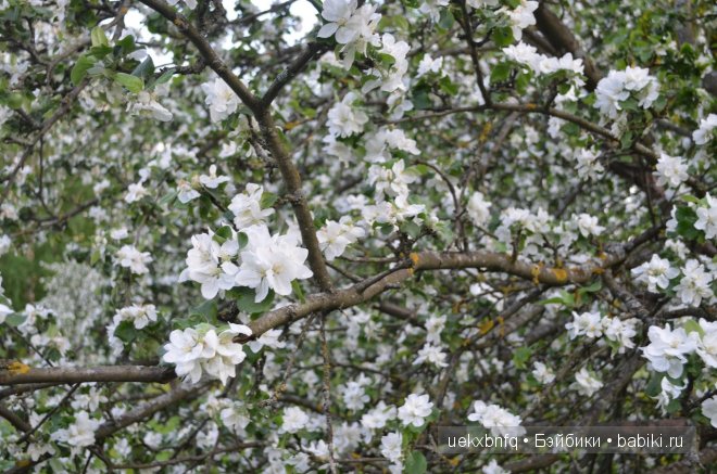 Мои куклы от Bruno Rossellini 1. Madeline | Бэйбики Мои куклы от Bruno Rossellini 1. Madeline