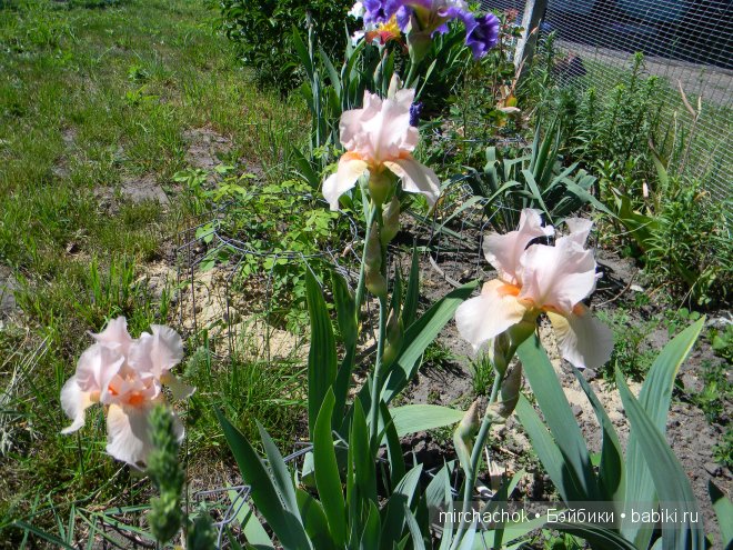 Красота... какая она — Болталка и разговоры обо всем: жизнь