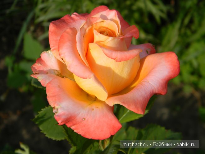 Красота... какая она — Болталка и разговоры обо всем: жизнь