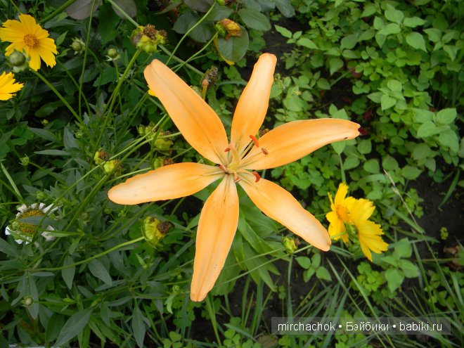 Красота... какая она — Болталка и разговоры обо всем: жизнь