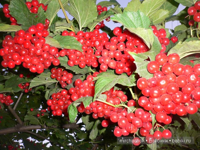 Красота... какая она — Болталка и разговоры обо всем: жизнь