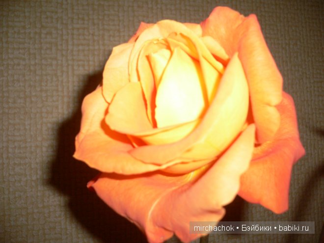 Красота... какая она — Болталка и разговоры обо всем: жизнь