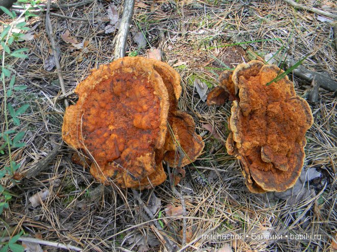 Красота... какая она — Болталка и разговоры обо всем: жизнь