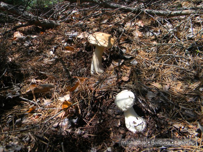 Красота... какая она — Болталка и разговоры обо всем: жизнь
