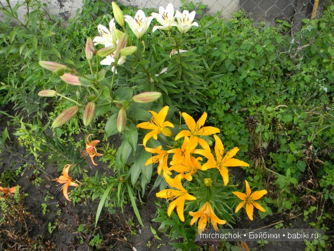 Красота... какая она — Болталка и разговоры обо всем: жизнь