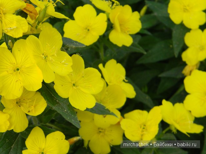 Красота... какая она — Болталка и разговоры обо всем: жизнь