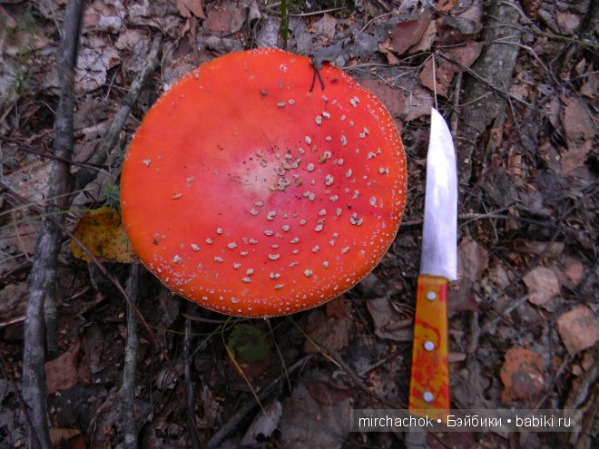 Красота... какая она — Болталка и разговоры обо всем: жизнь