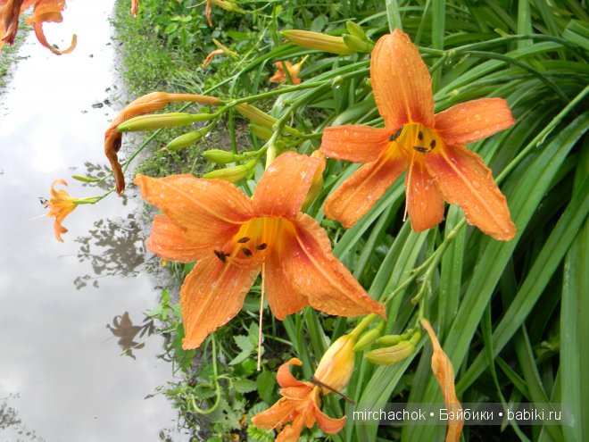 Красота... какая она — Болталка и разговоры обо всем: жизнь