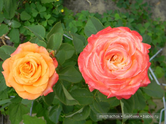 Красота... какая она — Болталка и разговоры обо всем: жизнь