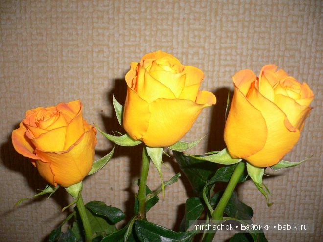 Красота... какая она — Болталка и разговоры обо всем: жизнь