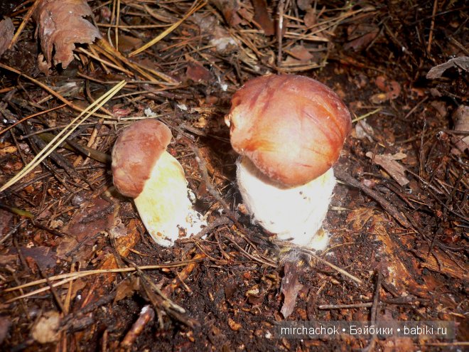 Красота... какая она — Болталка и разговоры обо всем: жизнь