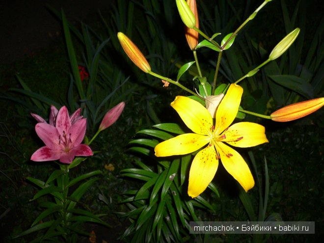 Красота... какая она — Болталка и разговоры обо всем: жизнь