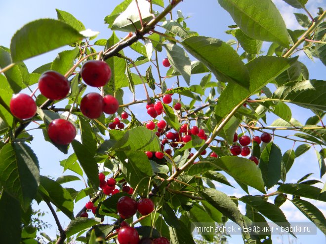Красота... какая она — Болталка и разговоры обо всем: жизнь