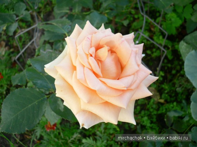 Красота... какая она — Болталка и разговоры обо всем: жизнь