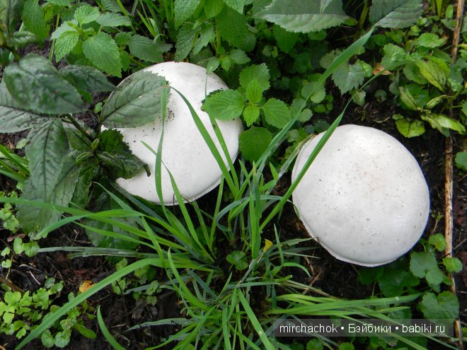 Красота... какая она — Болталка и разговоры обо всем: жизнь