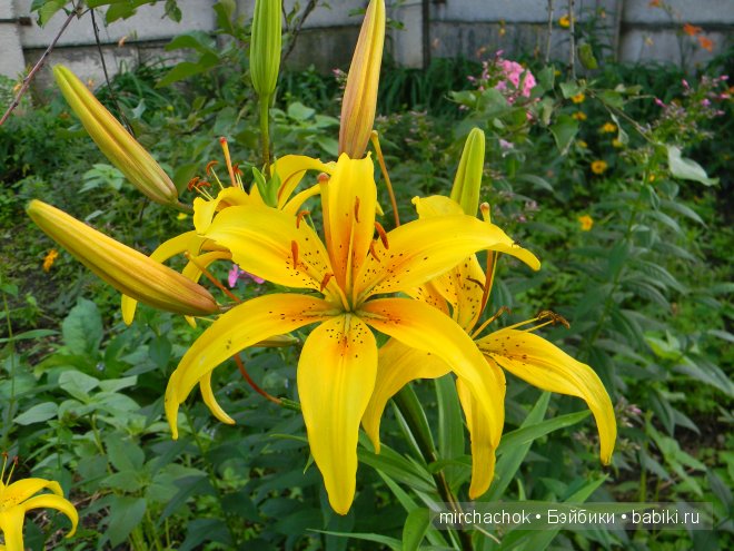 Красота... какая она — Болталка и разговоры обо всем: жизнь