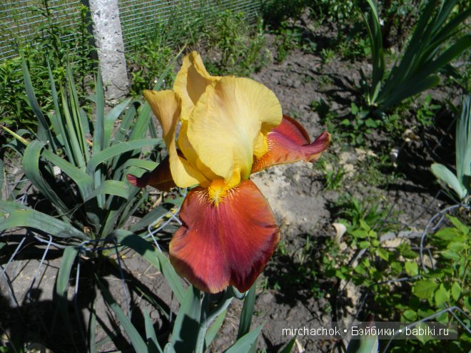 Красота... какая она — Болталка и разговоры обо всем: жизнь