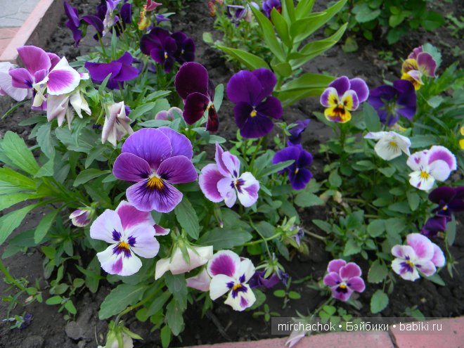 Красота... какая она — Болталка и разговоры обо всем: жизнь