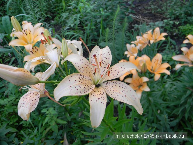 Красота... какая она — Болталка и разговоры обо всем: жизнь