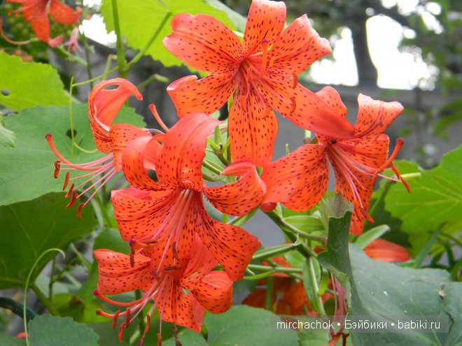 Красота... какая она — Болталка и разговоры обо всем: жизнь