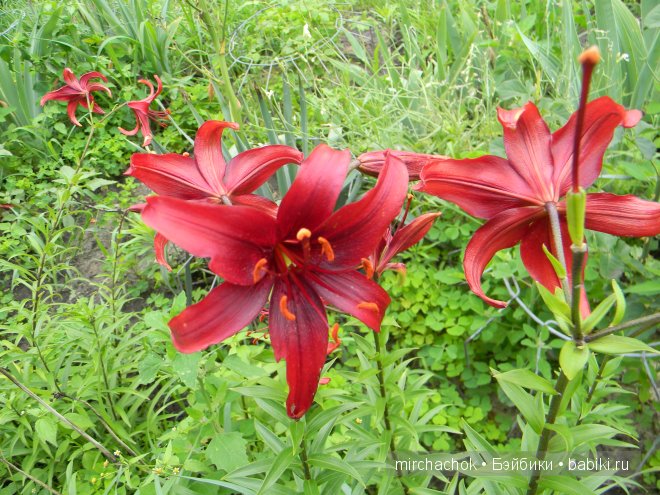 Красота... какая она — Болталка и разговоры обо всем: жизнь