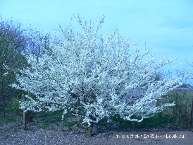 Красота... какая она — Болталка и разговоры обо всем: жизнь (фото 8)