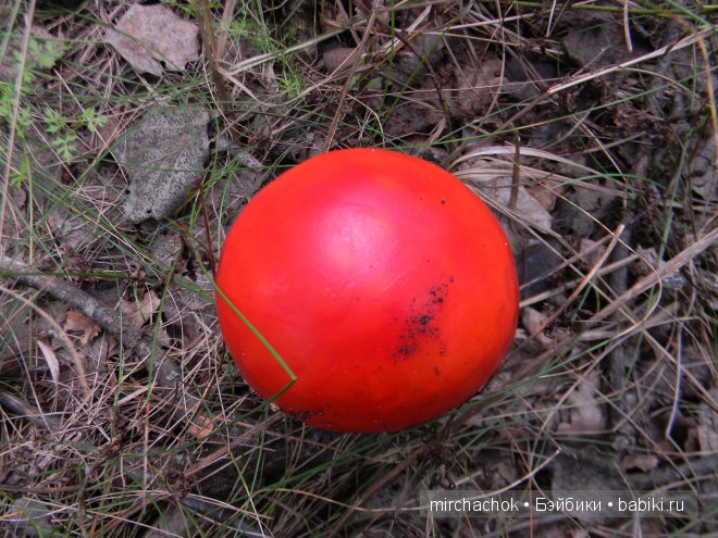 Красота... какая она — Болталка и разговоры обо всем: жизнь