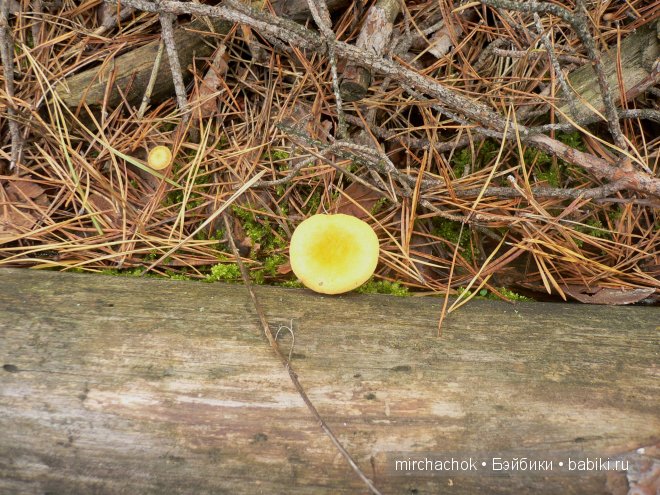 Красота... какая она — Болталка и разговоры обо всем: жизнь