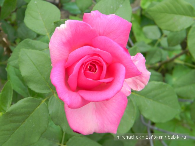 Красота... какая она — Болталка и разговоры обо всем: жизнь