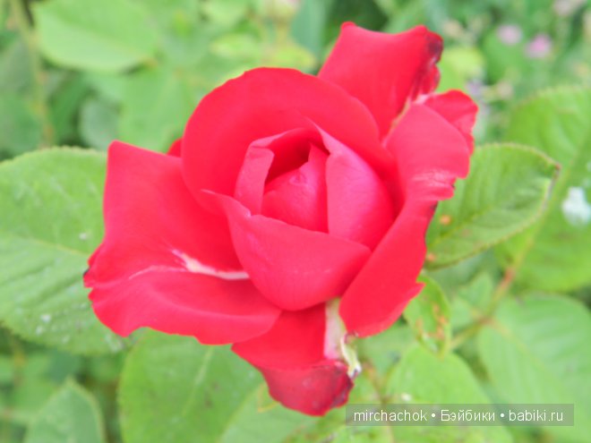 Красота... какая она — Болталка и разговоры обо всем: жизнь