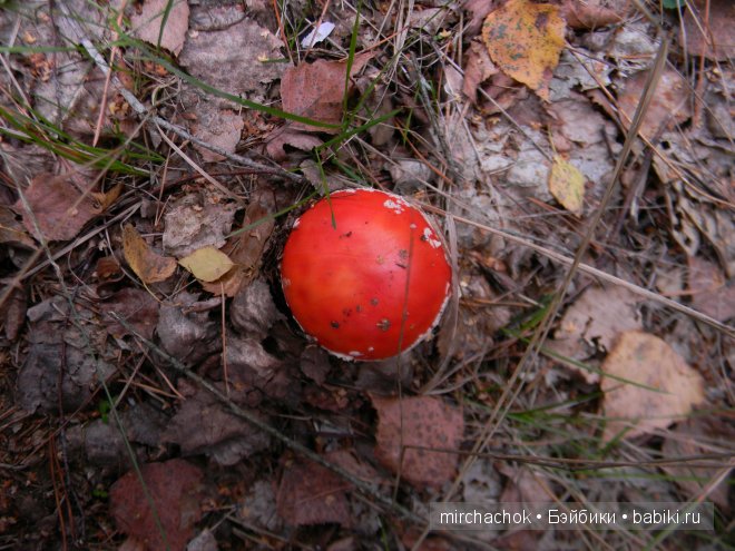 Красота... какая она — Болталка и разговоры обо всем: жизнь