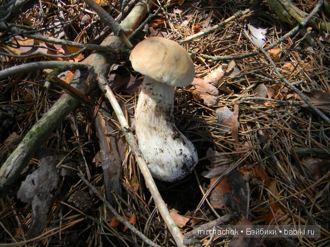 Красота... какая она — Болталка и разговоры обо всем: жизнь