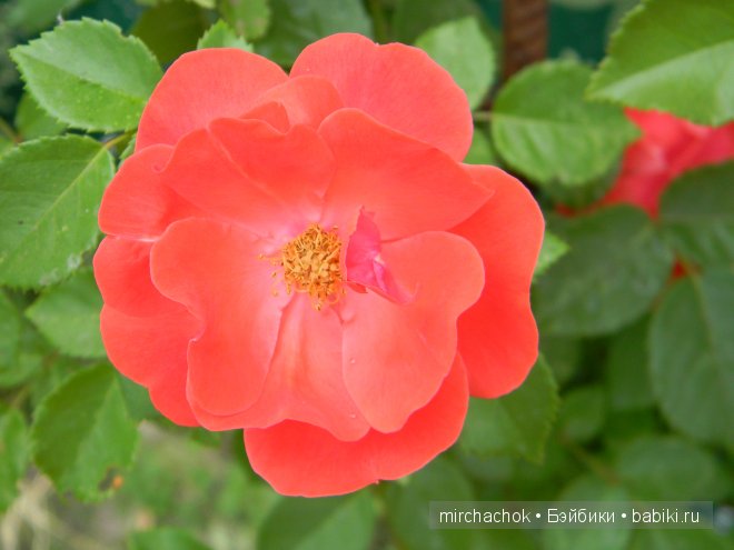 Красота... какая она — Болталка и разговоры обо всем: жизнь