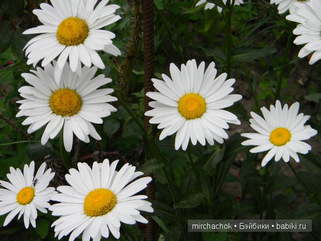 Красота... какая она — Болталка и разговоры обо всем: жизнь